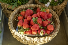 fragole